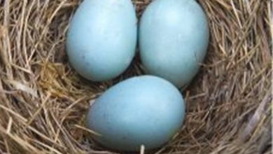 En faydalı yumurta Mavi yumurta