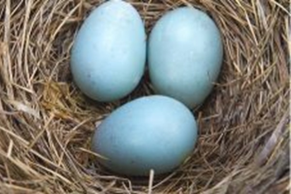 En faydalı yumurta Mavi yumurta