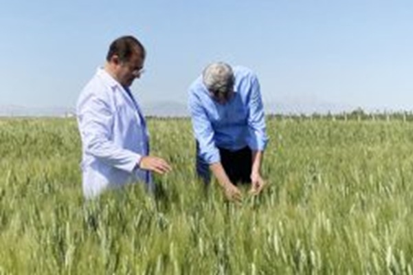 İki bin yıllık Ahmet Buğdayı tarıma kazandırılacak