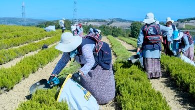 Kocaeli Büyükşehir projesinde Bereketli Biberiye zamanı