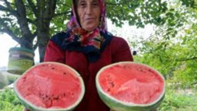 Kocaeli’nin karpuz tohumu üreticilere teslim ediliyor