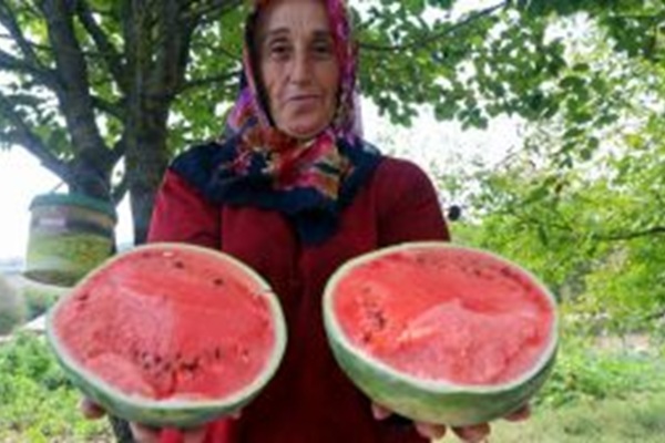 Kocaeli’nin karpuz tohumu üreticilere teslim ediliyor