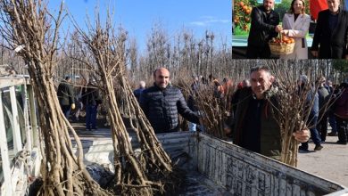 Üreticilere 3 bin 600 Trabzon Hurması Fidanı dağıtıldı