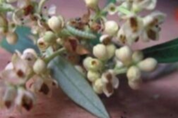 ‘Zeytin Güvesi Çiçek Nesli’ ilaçlaması başladı