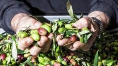 Zeytinyağı ve Zeytin cinsellik için Viagra’dan daha etkili