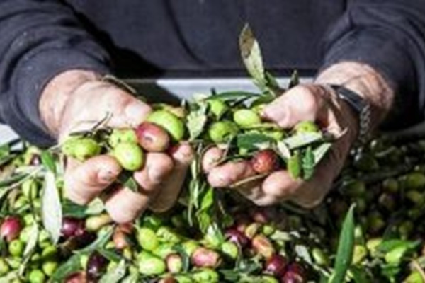 Zeytinyağı ve Zeytin cinsellik için Viagra’dan daha etkili