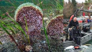 Büyükakın: “Dipten Diriliş Tüm Marmara’ya Yayılıyor”