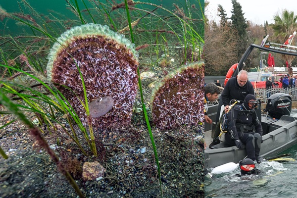 Büyükakın: “Dipten Diriliş Tüm Marmara’ya Yayılıyor”