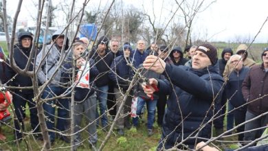 İzmit Belediyesinden üreticilere uygulamalı budama eğitimi