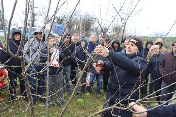 İzmit Belediyesinden üreticilere uygulamalı budama eğitimi