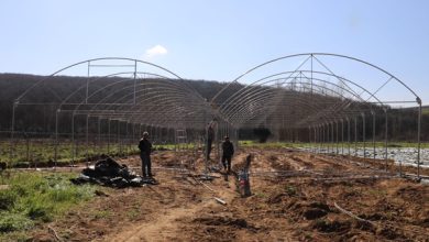 İzmit Belediyesi sebze serası kuruyor