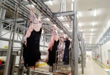 Kocaeli Büyükşehir Mezbahasında Kurban Kesim İşlemi Tamam