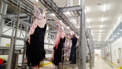 Kocaeli Büyükşehir Mezbahasında Kurban Kesim İşlemi Tamam