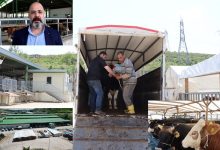 Kurbanlıklar İzmit Belediyesi Modern Hayvan Pazarında