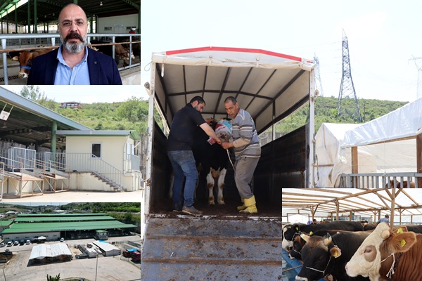 Kurbanlıklar İzmit Belediyesi Modern Hayvan Pazarında