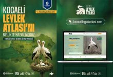 Leylek Yuvaları Kocaeli'de Bilim ve Vatandaş İşbirliğiyle Haritalanacak