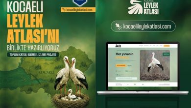 Leylek Yuvaları Kocaeli'de Bilim ve Vatandaş İşbirliğiyle Haritalanacak