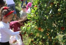 Çınar Çocuk Evi minikleri meyveleri dalından topladı